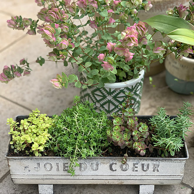 オレガノユノ オレガノ セダム 寄せ植え フォロー いいね ありがとうございます などのインテリア実例 21 06 26 10 57 05 Roomclip ルームクリップ オレガノユノ オレガノ セダム 寄せ植え フォロー いいね ありがとうございます などのインテリア実例 21 06 26 10 57 05 Roomclip ルームクリップ