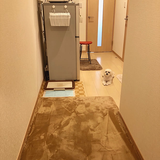 トイレシート 犬トイレ 一人暮らし 1k 犬との暮らし などのインテリア実例 19 07 03 15 12 08 Roomclip ルームクリップ トイレシート 犬トイレ 一人暮らし 1k 犬との暮らし などのインテリア実例 19 07 03 15 12 08 Roomclip ルームクリップ