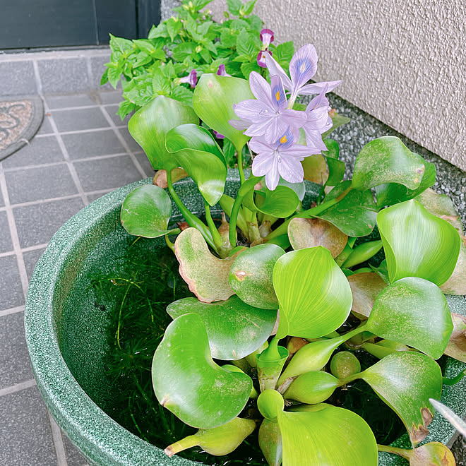 ホテイアオイの花 たのしみながら 癒し メダカの赤ちゃん めだかのいる暮らし などのインテリア実例 22 07 18 12 23 44 Roomclip ルームクリップ