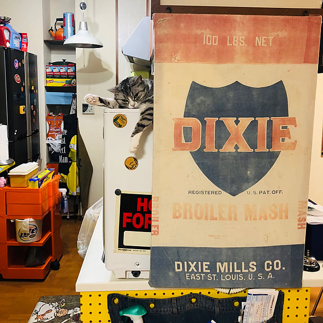 キッチン/ボビーワゴン/食洗機/ねこばかりですいません/ねこ ...