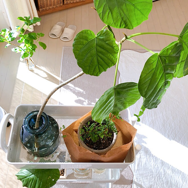 丁寧っぽい暮らし 紫陽花 ソフォラ リトルベイビー ウンベラータ水挿し Rc初老クラブ などのインテリア実例 21 04 26 17 12 01 Roomclip ルームクリップ