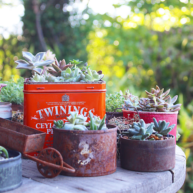 玄関 入り口 空き缶 紅茶缶 多肉植物のある暮らし 多肉寄せ植え などのインテリア実例 18 10 08 15 44 22 Roomclip ルームクリップ