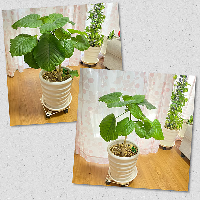 ウンベラータ剪定 観葉植物のある暮らし 観葉植物 ウンベラータ いつもいいね ありがとうございます などのインテリア実例 21 09 10 10 36 09 Roomclip ルームクリップ
