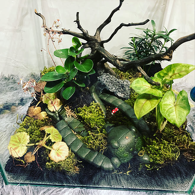 苔リウム パルダリウム 暮らしの一コマ 観葉植物 アンティーク などのインテリア実例 06 01 21 36 54 Roomclip ルームクリップ 苔リウム パルダリウム 暮らしの一コマ 観葉植物 アンティーク などのインテリア実例 06 01 21 36 54 Roomclip ルームクリップ
