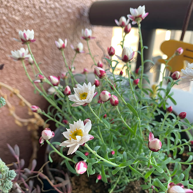 お気に入り 花 ガーデニング 植木鉢 壁 天井のインテリア実例 21 03 01 16 53 06 Roomclip ルームクリップ