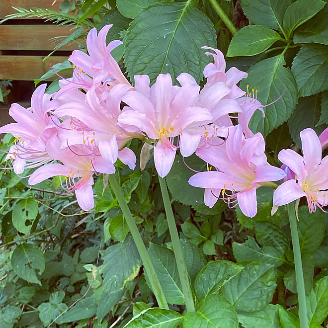 花が好き 花のある暮らし リコリス 庭 22 8 18 などのインテリア実例 22 08 18 18 57 58 Roomclip ルームクリップ