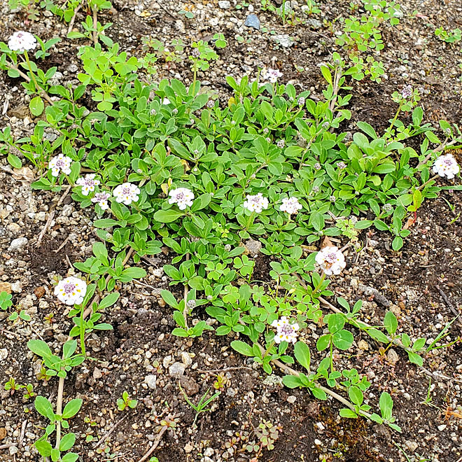 リッピア ヒメイワダレソウ グランドカバー 雑草対策 花のある暮らし などのインテリア実例 21 06 14 12 33 31 Roomclip ルームクリップ リッピア ヒメイワダレソウ グランドカバー 雑草対策 花のある暮らし などのインテリア実例 21 06 14 12 33 31 Roomclip ルームクリップ