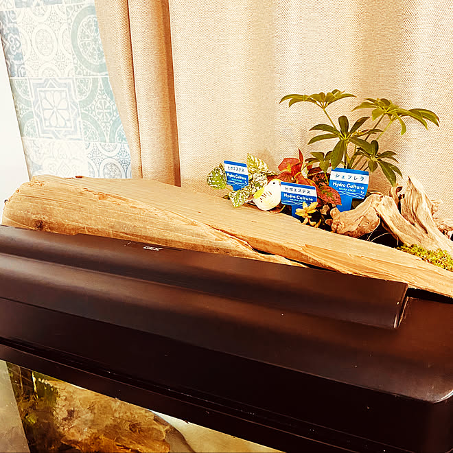 水槽 ハイドロカルチャー始めました 流木 観葉植物 リビングのインテリア実例 03 03 16 37 23 Roomclip ルームクリップ