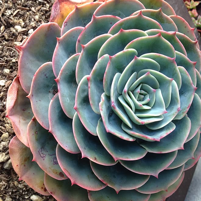 地植え多肉 七福神 多肉植物 多肉植物 のインテリア実例 16 01 03 21 18 52 Roomclip ルームクリップ