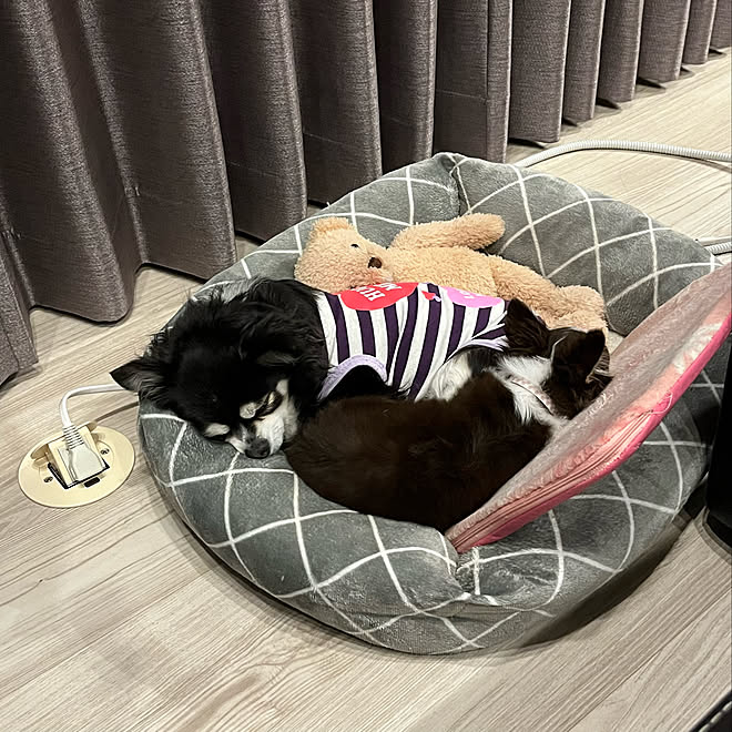 フロアコンセント 多頭飼い チワワ ペットと暮らす家 犬のいる暮らし などのインテリア実例 21 12 29 23 04 36 Roomclip ルームクリップ