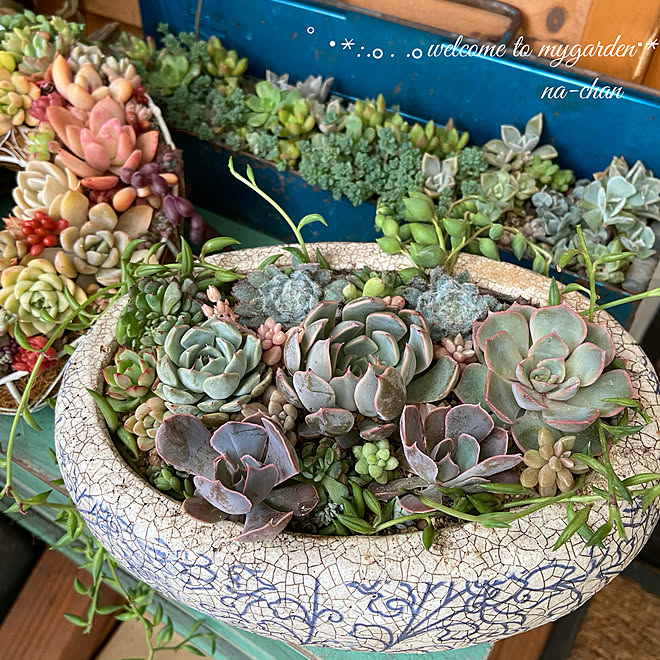 エケベリア 誕プレ 多肉植物寄せ植え 多肉植物 趣味 などのインテリア実例 21 05 05 19 43 58 Roomclip ルームクリップ エケベリア 誕プレ 多肉植物寄せ植え 多肉植物 趣味 などのインテリア実例 21 05 05 19 43 58 Roomclip ルームクリップ