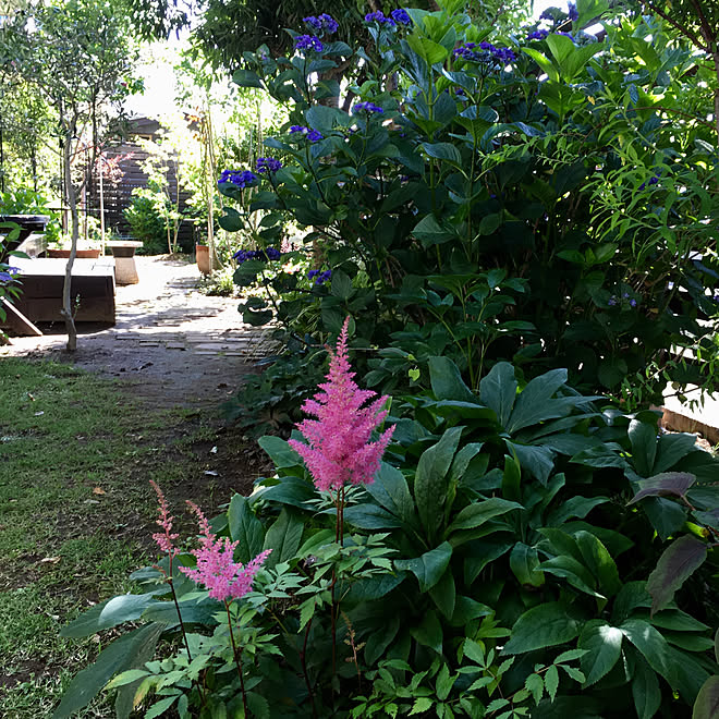 京鹿の子のピンク 紫陽花 花のある生活 長年一緒 経年劣化進行中 などのインテリア実例 19 06 18 08 28 02 Roomclip ルームクリップ