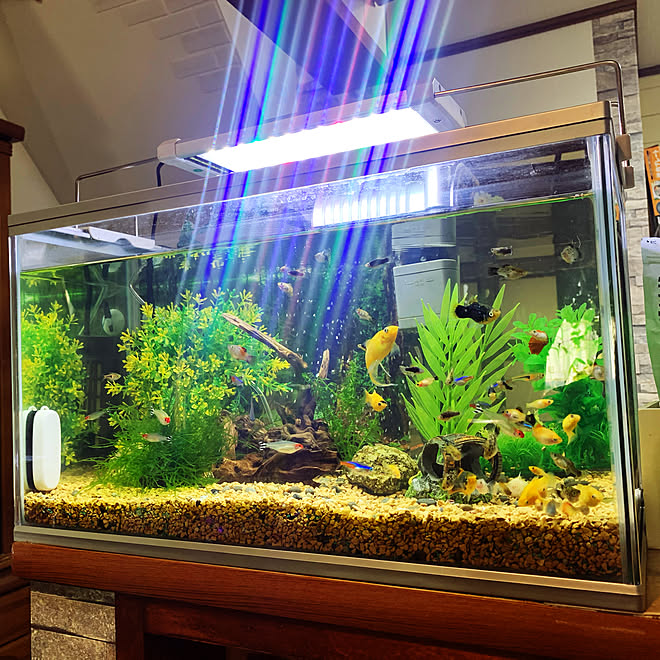 淡水魚 グッピー達 水槽のある暮らし No Green No Life ベッド周り などのインテリア実例 12 27 13 07 54 Roomclip ルームクリップ