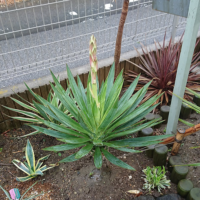 ユッカグロリオサ 南国風 南国風にしたい No Green No Life 庭diy などのインテリア実例 19 04 27 08 21 36 Roomclip ルームクリップ