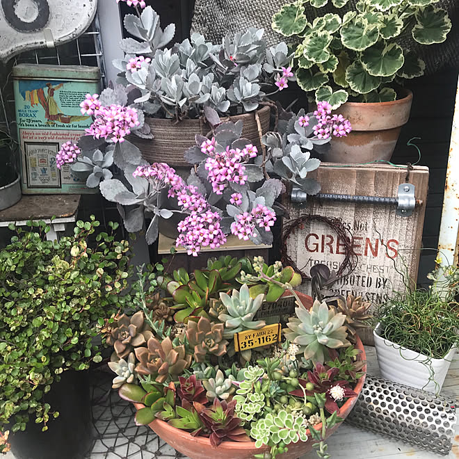 19 5 7 多肉植物 庭 ガーデニング ガーデン などのインテリア実例 19 05 07 08 52 43 Roomclip ルームクリップ