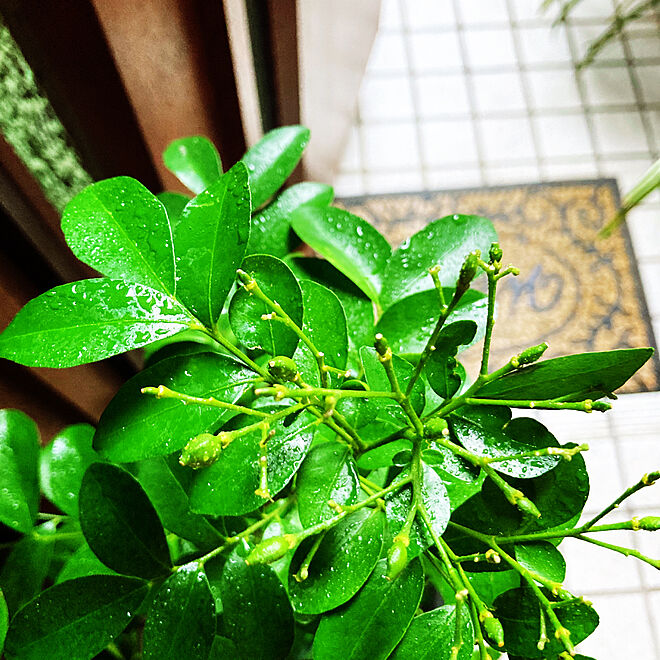 シルクジャスミン 玄関の中 観葉植物 花が終わり実がなりました シルクジャスミンの鉢植え などのインテリア実例 22 10 06 16 21 36 Roomclip ルームクリップ