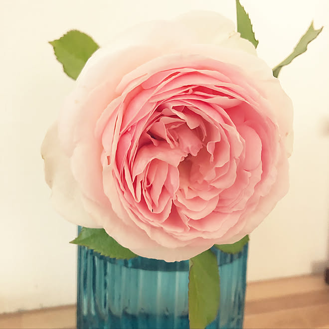 花瓶 ピエールドゥロンサール 花工房切り花ロングライフ液 バラ初心者 初めてのバラ栽培 などのインテリア実例 19 05 13 08 24 43 Roomclip ルームクリップ