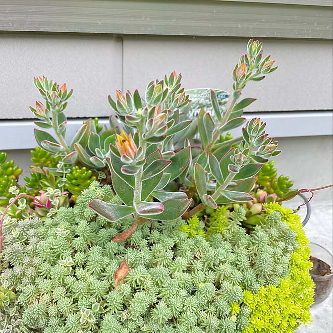 寄植え ガーデニング 多肉植物 多肉寄せ植え 玄関 入り口のインテリア実例 22 07 17 13 23 35 Roomclip ルームクリップ