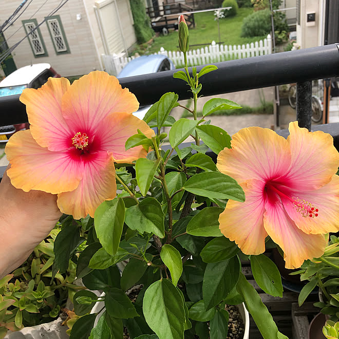 ハワイ好き 南国植物 ハイビスカス咲きました ベランダガーデン 机ではなく ガーデンです などのインテリア実例 19 08 27 11 42 04 Roomclip ルームクリップ