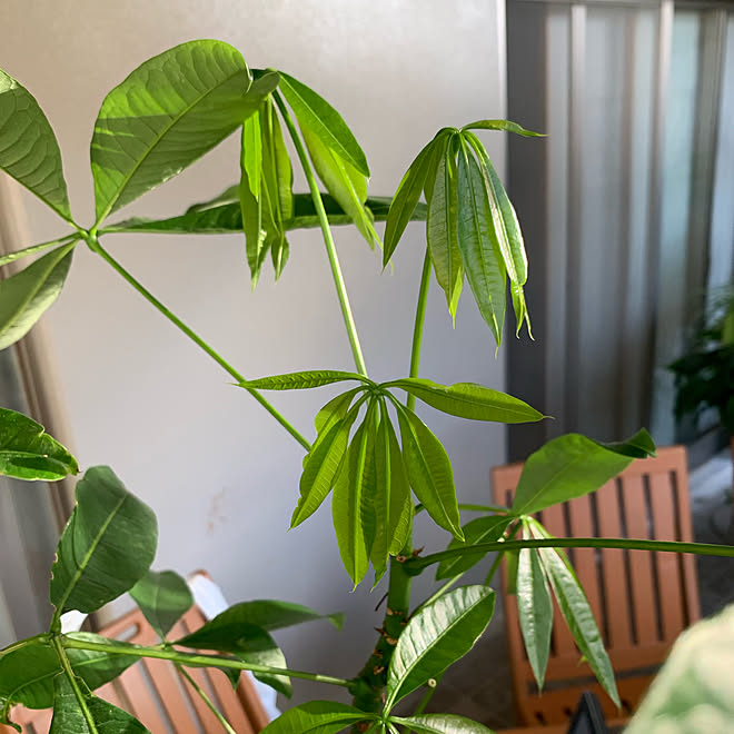パキラの新芽 今朝のベランダから いつもいいね ありがとうございます グリーンライフ 木のある暮らし などのインテリア実例 21 10 05 06 42 56 Roomclip ルームクリップ