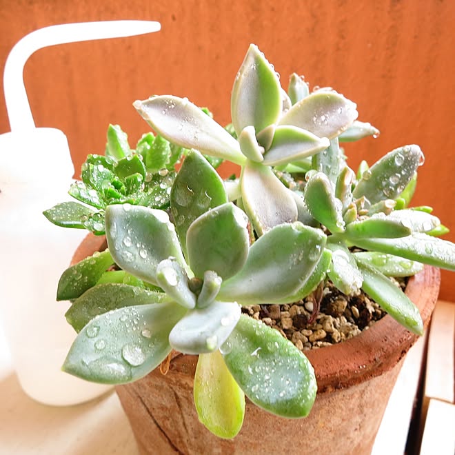 多肉植物 寄せ植え 水やり インテリア ベランダ などのインテリア実例 16 07 12 06 40 25 Roomclip ルームクリップ 多肉植物 寄せ植え 水やり インテリア ベランダ などのインテリア実例 16 07 12 06 40 25 Roomclip ルームクリップ