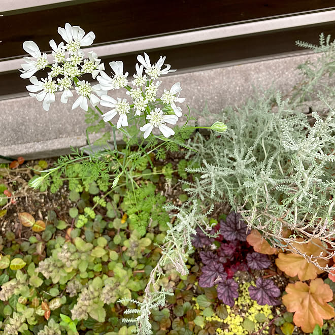 花壇 ヒューケラ 開花 オルレア ホワイトレース オルレア などのインテリア実例 22 05 21 15 22 06 Roomclip ルームクリップ