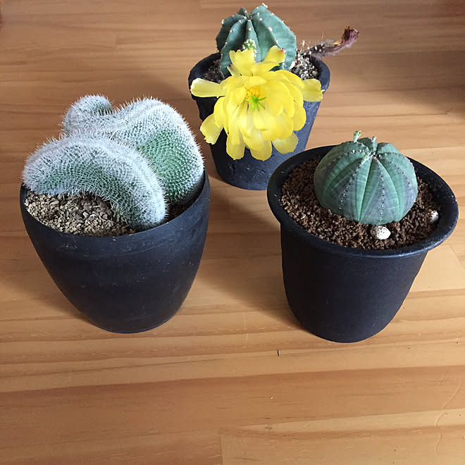 植物 脳みそサボテン ユーフォルビア オベサ モモナチュラル サボテン などのインテリア実例 17 08 05 16 45 11 Roomclip ルームクリップ
