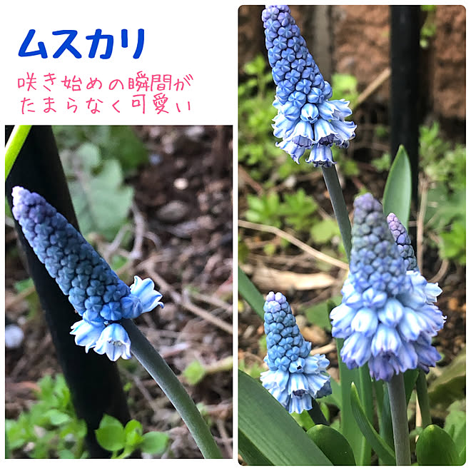 花のある暮らし 可愛い お花の集合体 ムスカリ 秋植え球根 などのインテリア実例 22 03 21 05 11 Roomclip ルームクリップ