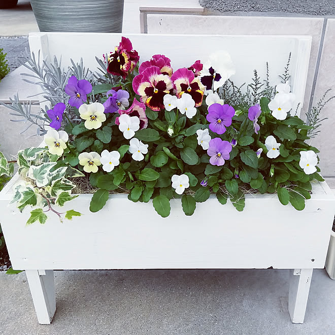 玄関 入り口 雑貨が好き ガーデニング ほっこり ナフコ21スタイル などのインテリア実例 11 08 09 16 09 Roomclip ルームクリップ