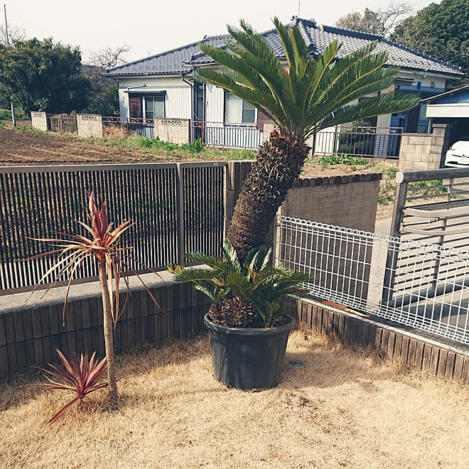 庭 南国風にしたい No Green No Life ソテツ 南国風 などのインテリア実例 19 03 10 10 08 13 Roomclip ルームクリップ