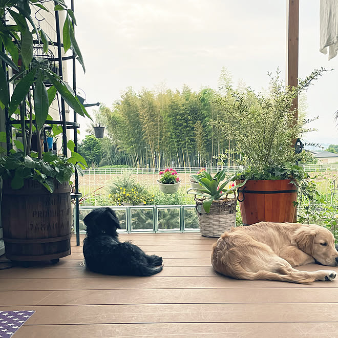 ゴールデンレトリバー ミックス犬 ランタナ パキラ 庭 などのインテリア実例 21 06 02 08 02 35 Roomclip ルームクリップ ゴールデンレトリバー ミックス犬 ランタナ パキラ 庭 などのインテリア実例 21 06 02 08 02 35 Roomclip ルームクリップ