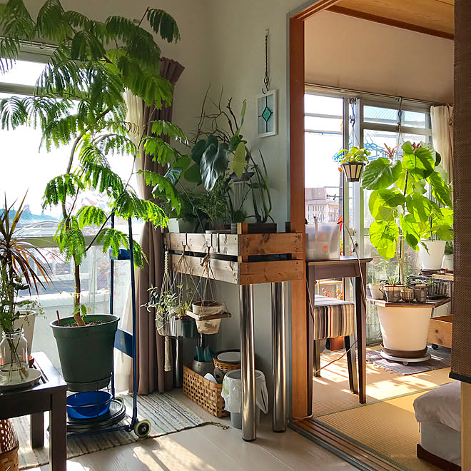 プランツテーブル 机 植物のある暮らし 植物だらけ 夢の南向き などのインテリア実例 17 11 26 14 12 30 Roomclip ルームクリップ プランツテーブル 机 植物のある暮らし 植物だらけ 夢の南向き などのインテリア実例 17 11 26 14 12 30 Roomclip ルームクリップ