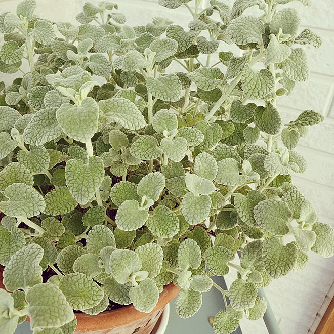 玄関 入り口 バロータ シルバーリーフ 秋 ふわふわ などのインテリア実例 21 11 04 13 21 04 Roomclip ルームクリップ