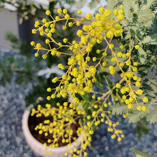 ミモザ 鉢植え