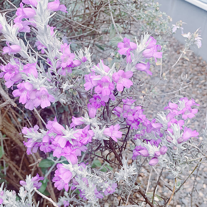 シルバーリーフ パープルの花 エレモフィアニベア復活 エレモフィアニベア 花のある暮らし などのインテリア実例 21 04 16 08 53 24 Roomclip ルームクリップ