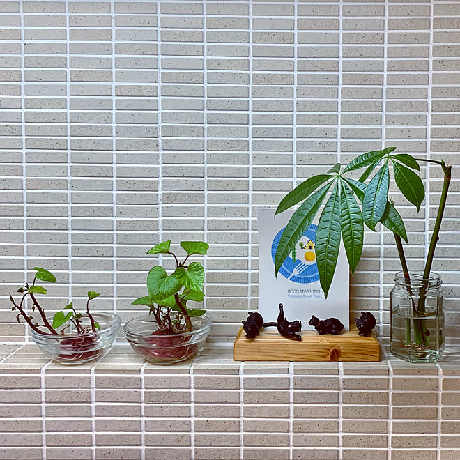 Lixil ブリックタイル サツマイモの葉 水差しパキラ 観葉植物 などのインテリア実例 19 06 27 21 46 58 Roomclip ルームクリップ