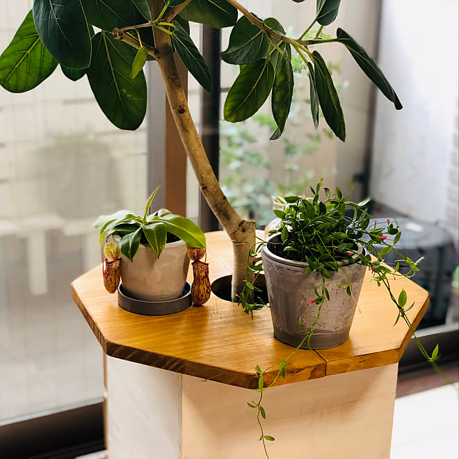 プランツテーブル 観葉植物 ブログやってます 賃貸diy Diy などのインテリア実例 11 16 12 38 01 Roomclip ルームクリップ