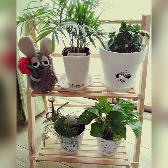 リビング 観葉植物 お気に入り 雑貨 北欧 などのインテリア実例 19 04 15 00 51 41 Roomclip ルームクリップ