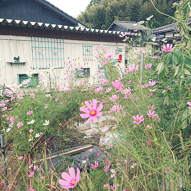 玄関 入り口 日本家屋 田舎暮らし コスモス 畑兼庭 などのインテリア実例 19 10 06 15 32 43 Roomclip ルームクリップ