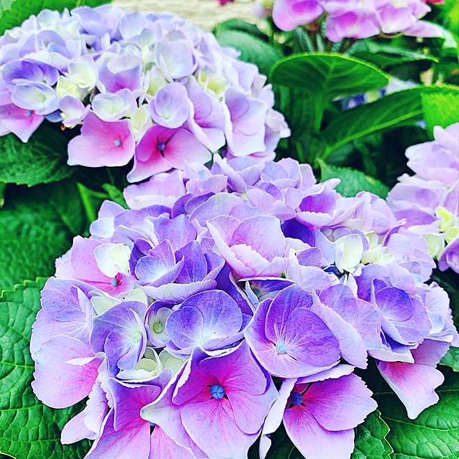 きろく 色付き始めました 鉢植え 紫陽花 西安 などのインテリア実例 19 06 07 10 29 13 Roomclip ルームクリップ