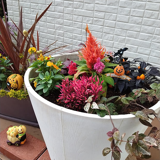 玄関 入り口 ハロウィン 寄せ植え ビオラ ハツユキカズラ などのインテリア実例 21 10 08 13 09 26 Roomclip ルームクリップ