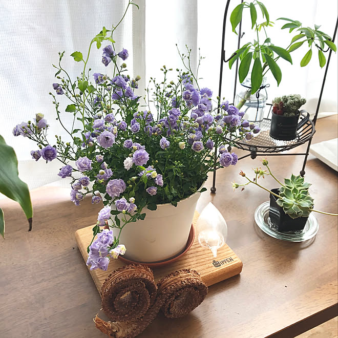 多肉植物 カンパニュラ グリーンのある暮らし カンパニュラ ブルーワンダー 花のある暮らし などのインテリア実例 05 28 08 18 30 Roomclip ルームクリップ