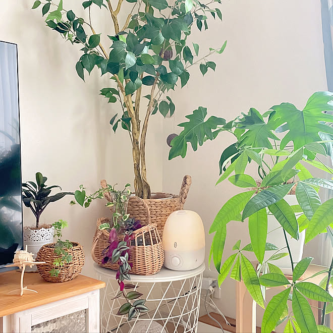 ジャングル化計画遂行中 カゴ バスケット ニトリのフェイクグリーン Ikeaのクヴィストブロー 観葉植物 などのインテリア実例 21 12 10 10 16 33 Roomclip ルームクリップ