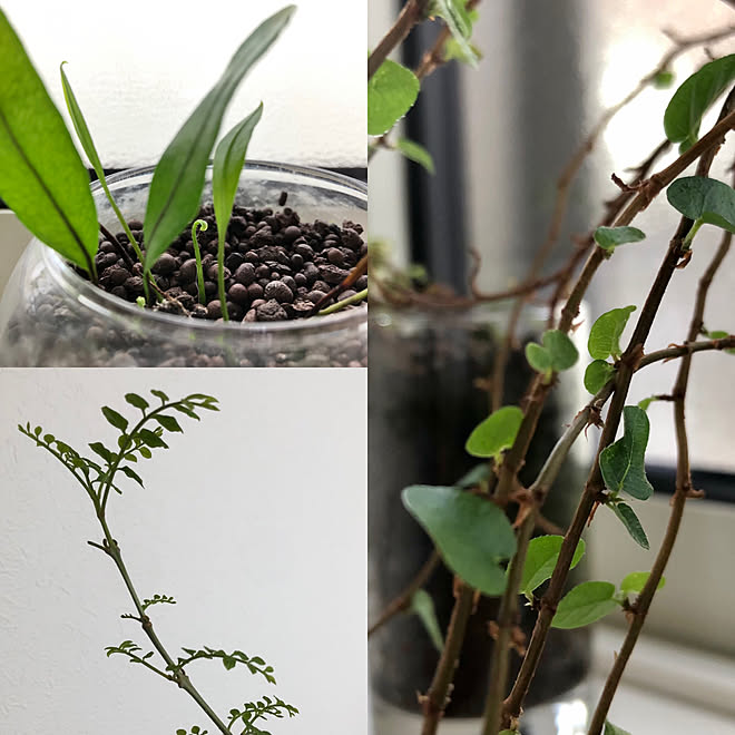 観葉植物のある暮らし 観葉植物 新芽成長中 グリーン復活 見てくれてありがとうございます などのインテリア実例 21 10 13 14 36 46 Roomclip ルームクリップ 観葉植物のある暮らし 観葉植物 新芽成長中 グリーン復活 見てくれてありがとうございます などのインテリア実例 21 10 13 14 36 46 Roomclip ルームクリップ