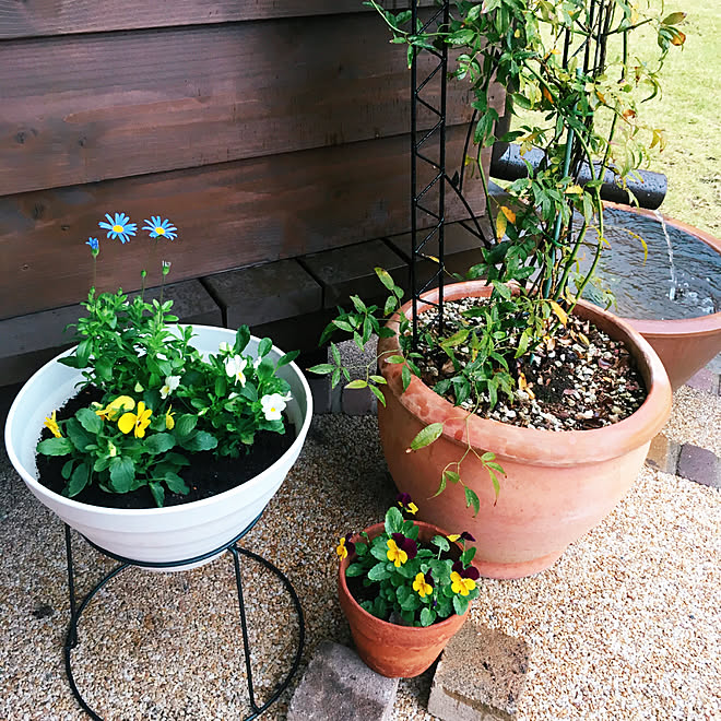 玄関 入り口 寄せ植え初心者 セリアの鉢スタンド ブルーデイジー ビオラ などのインテリア実例 18 11 09 10 04 06 Roomclip ルームクリップ 玄関 入り口 寄せ植え初心者 セリアの鉢スタンド ブルーデイジー ビオラ などのインテリア実例 18 11 09 10 04 06 Roomclip ルームクリップ