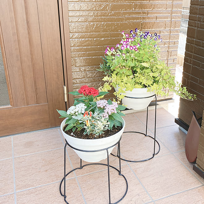 トレニア はなのある暮らし 夏の花達 夏 プランター などのインテリア実例 22 08 10 08 55 02 Roomclip ルームクリップ