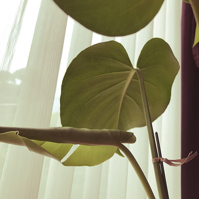 モンステラ成長記録 リビングのインテリア実例 21 03 30 11 15 44 Roomclip ルームクリップ