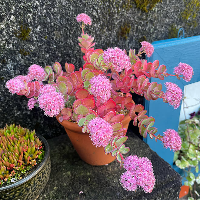 多肉植物好き 多肉植物 ミセバヤ 多肉植物のある暮らし ミセバヤの花 などのインテリア実例 22 11 02 10 21 34 Roomclip ルームクリップ