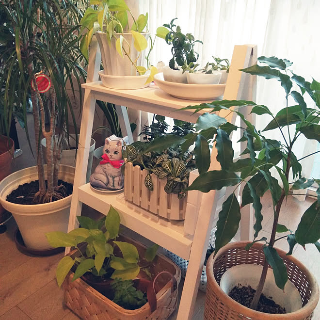 リビング 植物のある暮らし 観葉植物のある暮らし ナチュラルキッチン Doubleday などのインテリア実例 21 03 21 10 08 28 Roomclip ルームクリップ