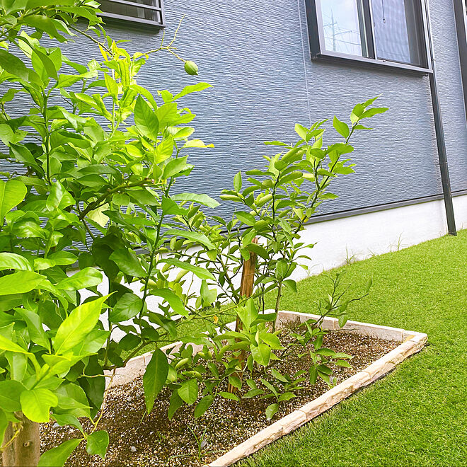 芝生の庭 青の外壁 庭のある暮らし 人工芝 レモンの木 などのインテリア実例 21 09 18 14 58 43 Roomclip ルームクリップ